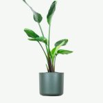 plants ecommerce product featured img 4